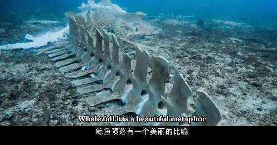 鲸落万物生曲谱_一鲸落万物生图片(3)