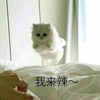 猫咪表情包:牵老婆手手!