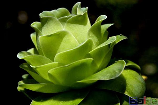 sbike动植物百科:十大最美莲花掌属多肉植物,如花儿绽放的肉肉