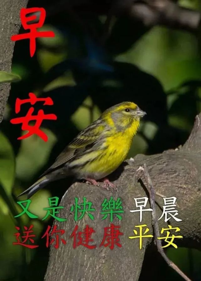 1清晨充满阳光的早安心语祝福图片 早上好满满幸福