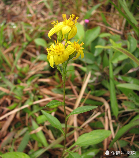 药典一枝黄花