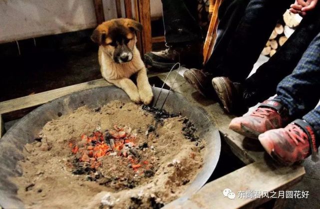 《烤火盆,盘火炉子,大疤瘌——故乡纪事096》