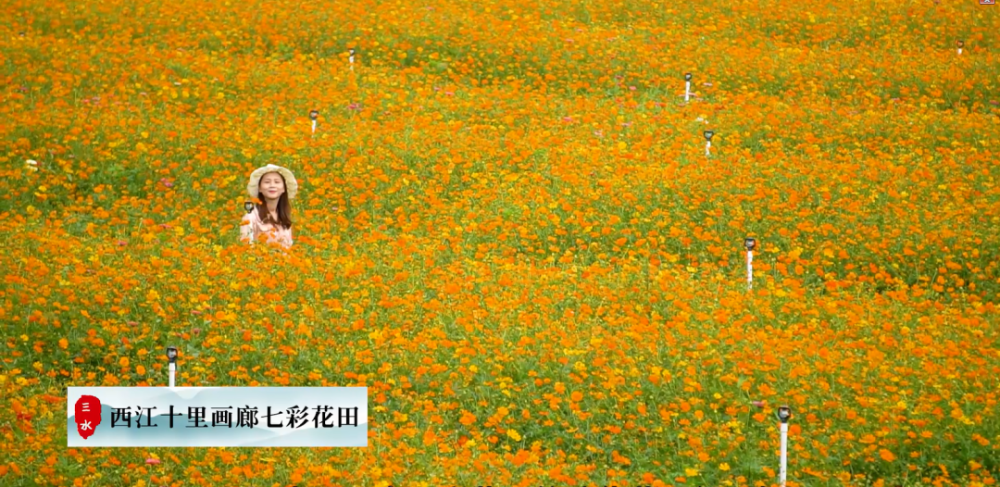 七彩花田文创古镇带你一日玩转三水白坭