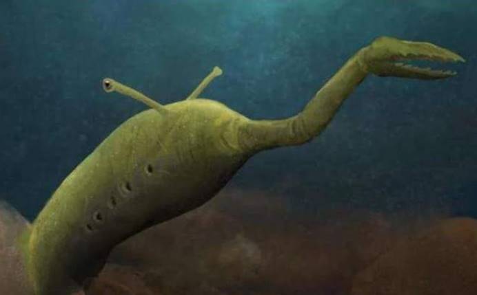 "塔里怪物"的真身到底是什么?因为它,七鳃鳗甚至认错了祖先