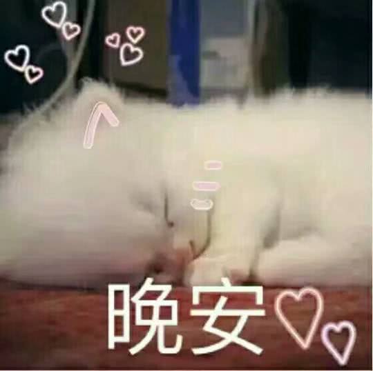 可爱萌猫表情包:安排!必须安排!