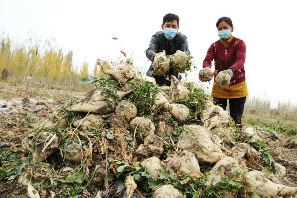 库车市:订单甜菜喜获丰收_腾讯新闻