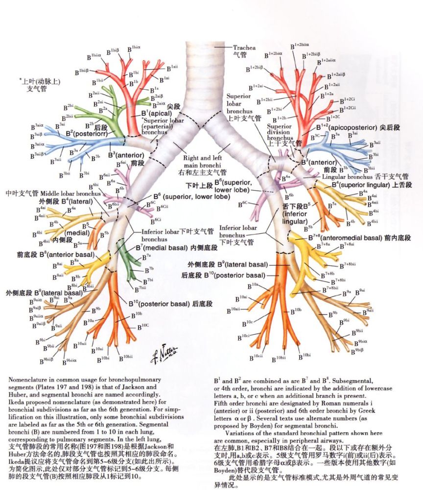 肺内支气管和肺段