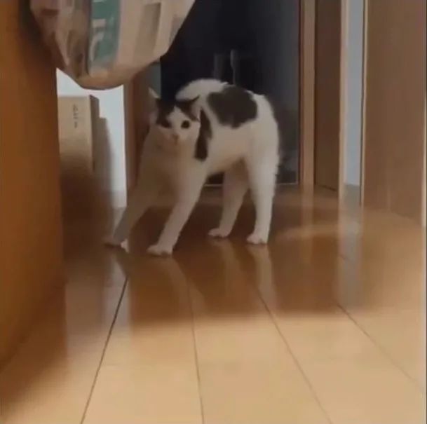 为了不让猫猫睡在床上,于是在床下设计了这个