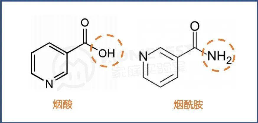 烟酸的药理学与毒性要高于烟酰胺,会导致一部分人群会出现过敏反应