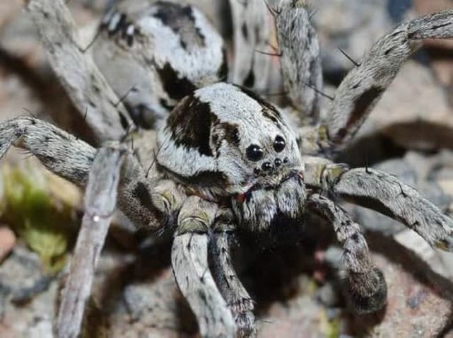 科学家发现已灭绝巨型蜘蛛