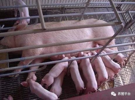 养猪必备丨母猪产后不吃料的原因及处理方法