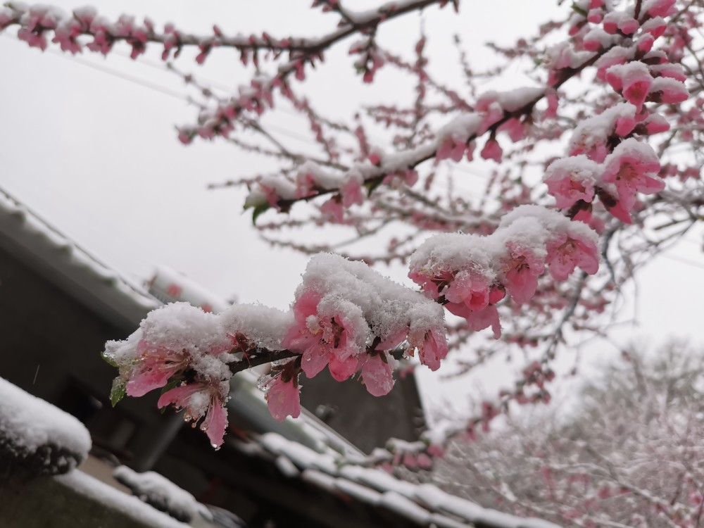 寒冬腊梅,满山开放,遇到雪天还能见到雪压梅枝,枝悬雪松的美丽景观.