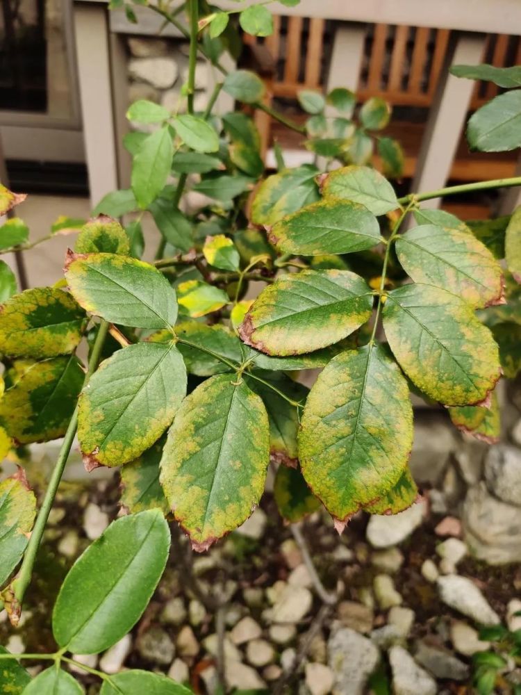 盆栽月季花黄叶的6种情况,教你辨别症状,并快速解决养花难题