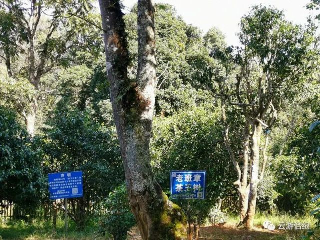 曾创下68万一公斤的800年老班章茶王树