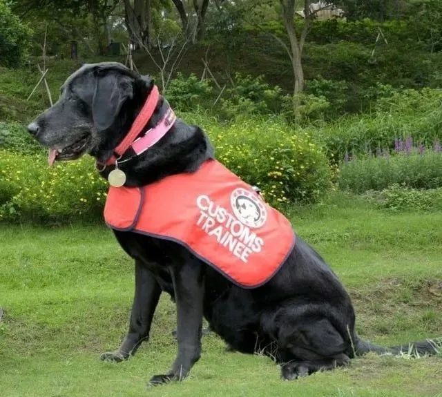 拉布拉多缉毒犬搜到毒品立即坐下,退役后它每天坐厨房就盯着