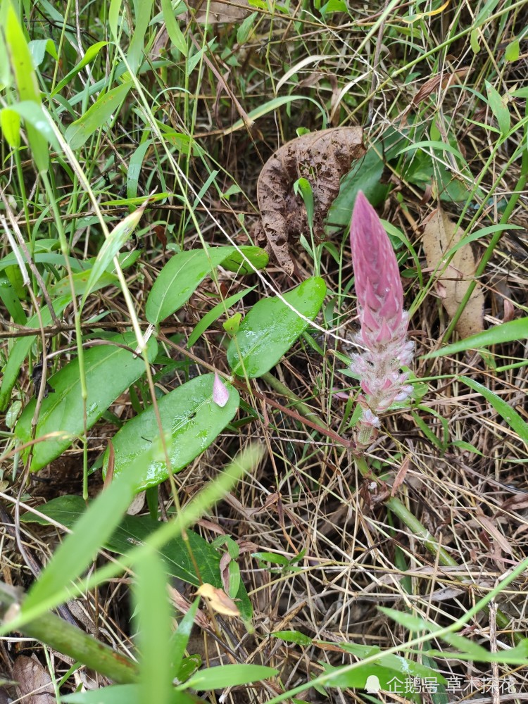 虎尾轮,它的别名又叫猫尾草,狐狸尾,老虎尾,狐狸尾,统天草,大本山菁