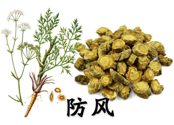 伞形科多年生草本植物防风的根,主产于黑龙江,吉林,内蒙古,河北等地.