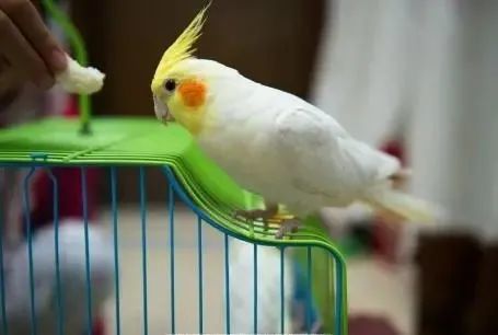 桃面类牡丹鹦鹉