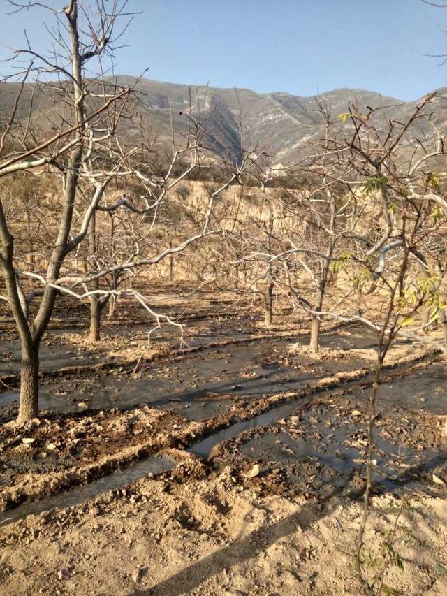 原来"富平柿饼标准生产工艺"这么复杂,怪不得这么好吃