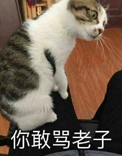 可爱猫咪搞怪表情包