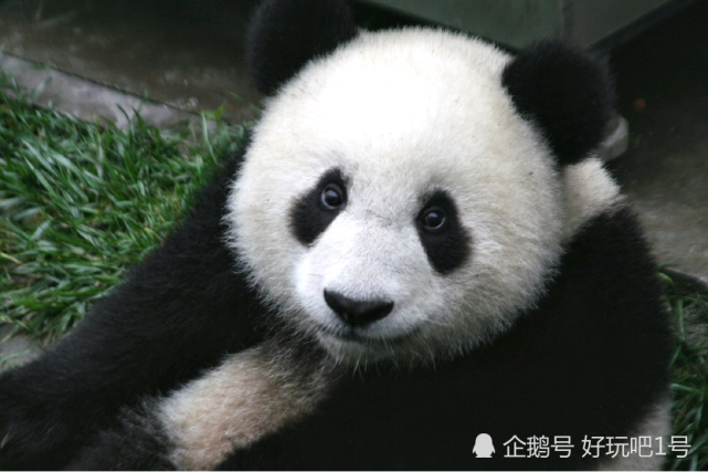 大熊猫是如何成为"国宝"的?