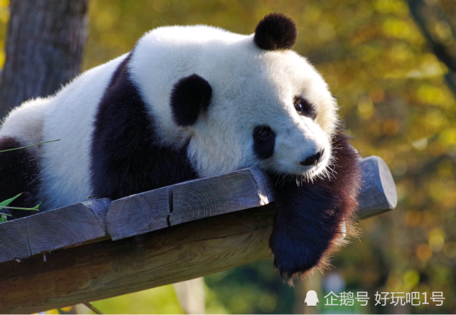 大熊猫是如何成为"国宝"的?|大熊猫|荷兰欧维汉兹动物