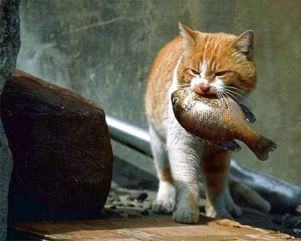 猫咪真的爱吃鱼吗