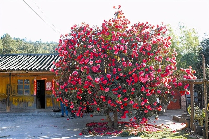 此外,楚雄市还对辖区内的茶花资源进行调查,对百年以上或具有历史