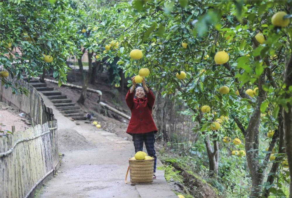 漫步梁平"大观镇柚园,邂逅一场美妙的味觉芭蕾_腾讯新闻