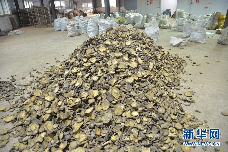新华网 肖进安摄在元堡乡朝阳村的勤隆中药材专业合作社,新华网采访