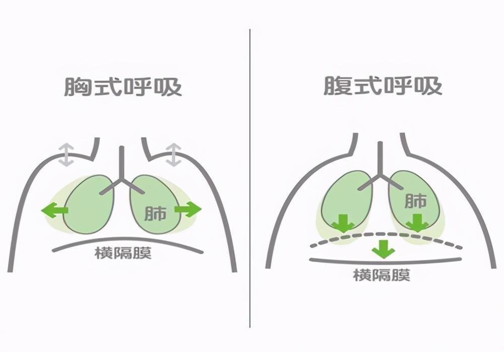 胸式呼吸和腹式呼吸的区别