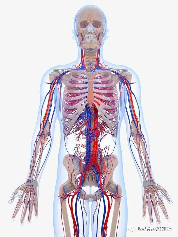人体血液系统,太渊为 桡动脉和 静脉的交汇处