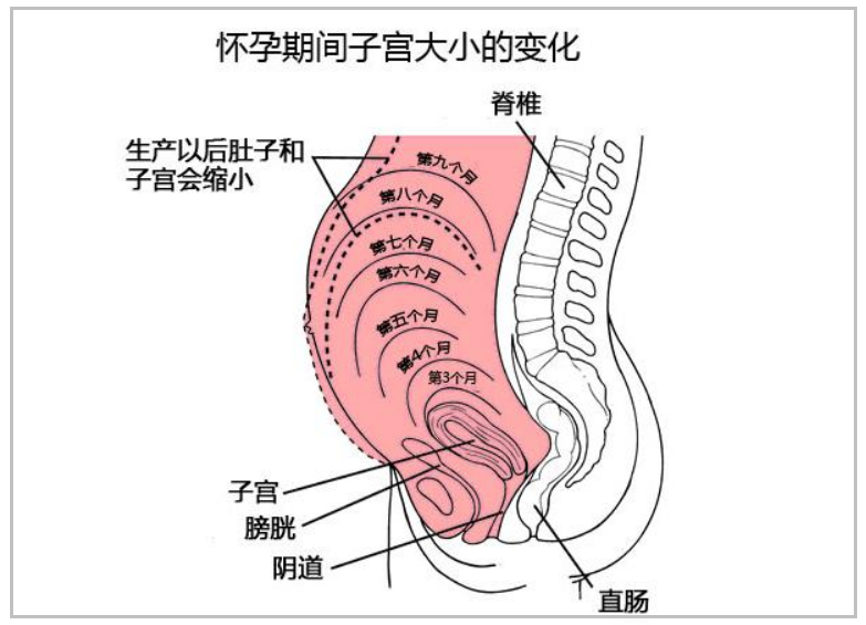 孕妇的肚量有多大一张图告诉你答案孕妇的内脏都被挤没了