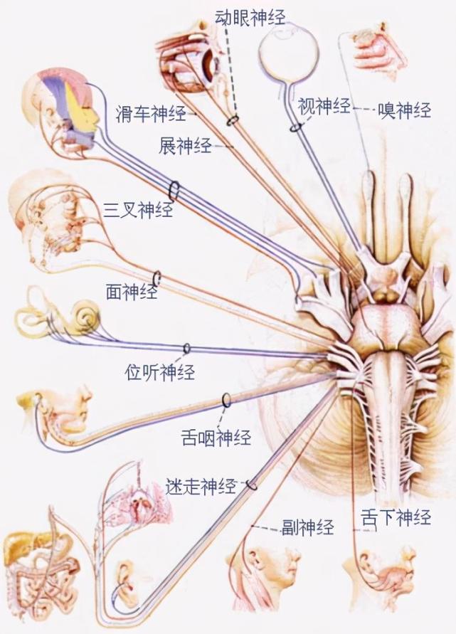 听神经 腾讯网