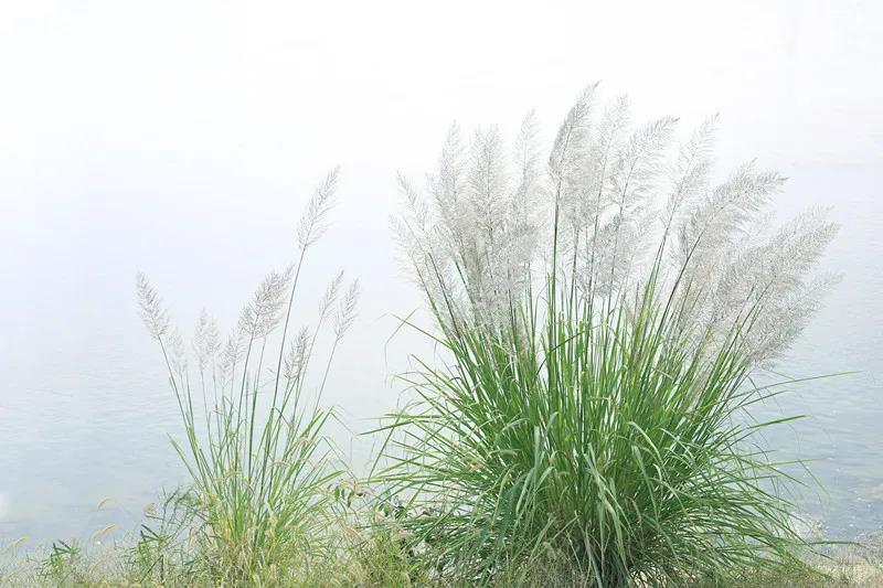 带你去看"雪"!杭州这些冷门芦苇荡,到了最浪漫的时候!