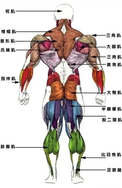 前臂主要是屈肌和伸肌;背部斜方肌,大圆肌,小圆肌,冈下肌,菱形肌