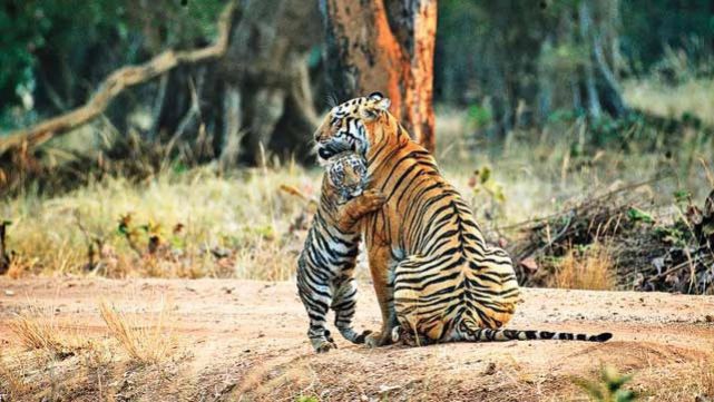 印度一老虎保护区首次拍到黑豹,此前