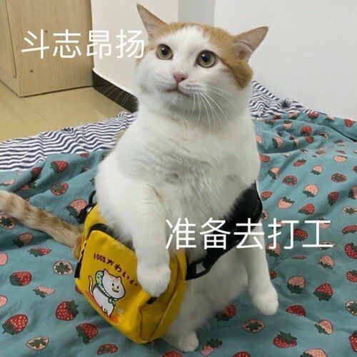 沙雕表情包:小狗狗能有什么坏心思呢