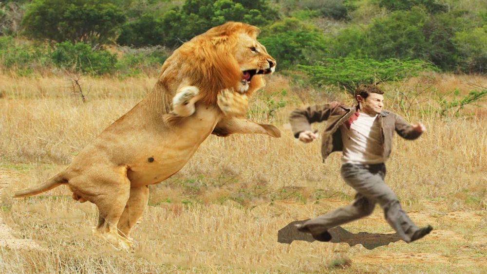 非洲狮子吃人事件:9个月吃掉135人,原因是牙病