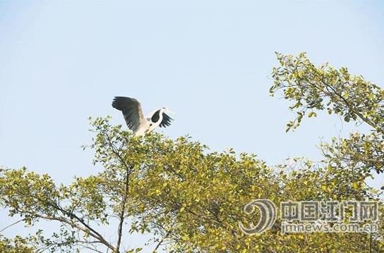 美爆!江门湿地公园大盘点 总有一款在家附近