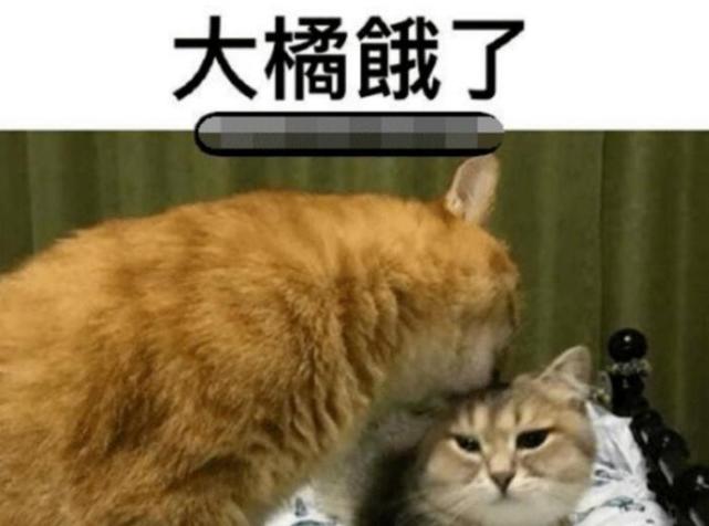 大橘为重,这只橘猫也太大了吧!如果我没猜错,他应该饿