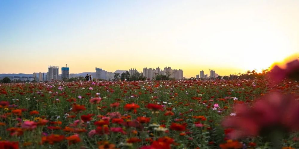 美翻了!温岭市区惊现60000㎡百日草,已开成一片花海