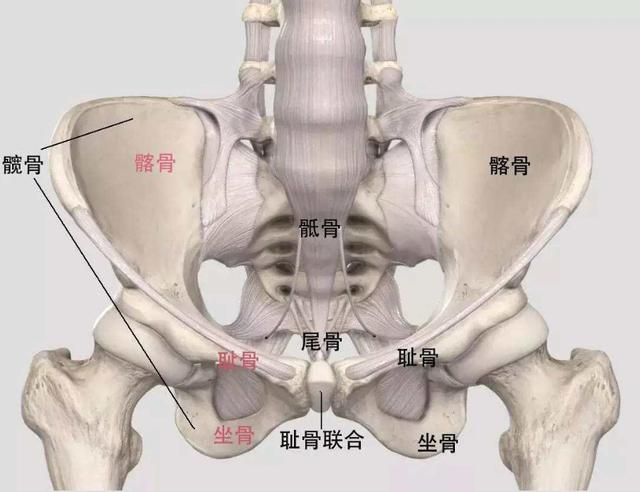 但是骨盆修复并不是每一个妈妈都需要做的,只要身体出现疼痛或者耻骨