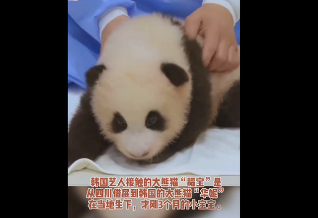 熊猫人口罩_熊猫人表情包戴口罩(2)