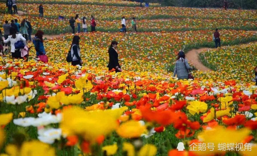 2021年春天的秀丽东方,将是一个冰岛虞美人和梅花,桃花竞相开放的海洋
