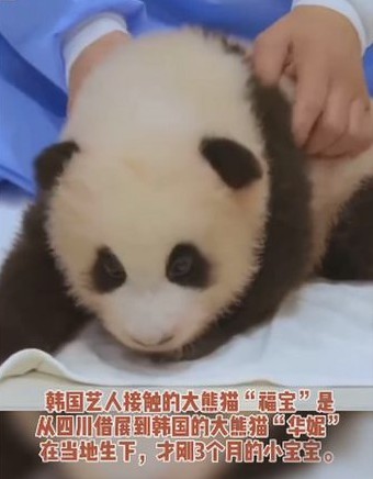 熊猫人口罩_熊猫人表情包戴口罩