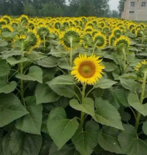 这向日葵怎么不跟着太阳转难道是跟太阳吵架了哈哈哈笑死我了