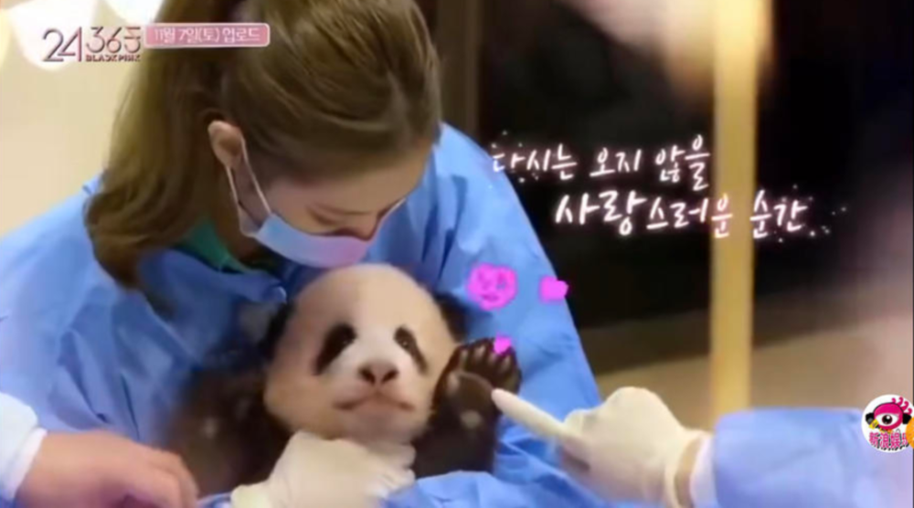 韩国女团带妆近距离接触大熊猫引争议 当事大熊猫 福宝 刚满百日