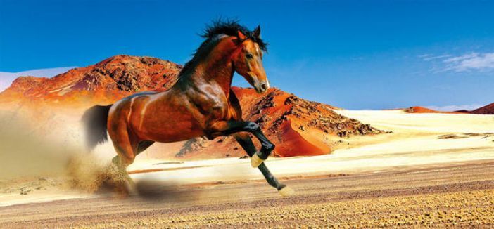 心理测试:凭直觉,选一匹奔跑的马,测你最近有什么好事