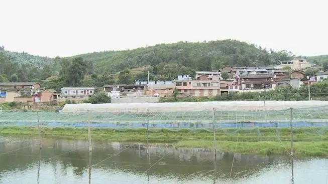 澳洲龙虾落户楚雄市吕合镇